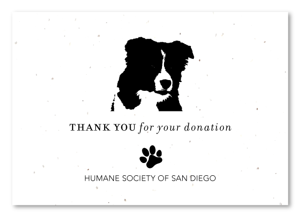 Border Collie Donation thank you cards