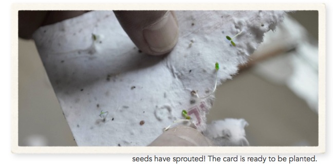 seeds have sprouted from card